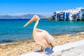 Famous pelican bird posing for photos against beach in Mykonos town, Cyclades islands, Greece Royalty Free Stock Photo