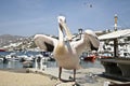 Mykonos Pelican