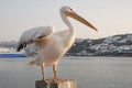 Mykonos pelican pedro Royalty Free Stock Photo