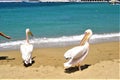 Mykonos, seaside, pelicans, summer and Greek island Royalty Free Stock Photo