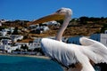 Mykonos town and pelican Royalty Free Stock Photo