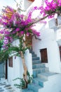 Mykonos town streetview with tree