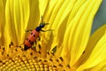 Mylabris beetle on sunflower Royalty Free Stock Photo