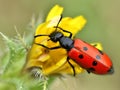 Mylabris beetle on yellow flower Royalty Free Stock Photo