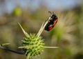 Mylabris quadripunctata - four spot beetle Royalty Free Stock Photo