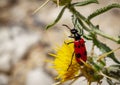 Mylabris quadripunctata - four spot beetle Royalty Free Stock Photo