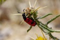 Mylabris quadripunctata - four spot beetle Royalty Free Stock Photo