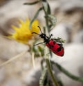 Mylabris quadripunctata - four spot beetle Royalty Free Stock Photo