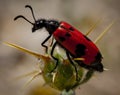 Mylabris quadripunctata - four spot beetle Royalty Free Stock Photo