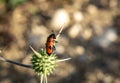 Mylabris quadripunctata - four spot beetle Royalty Free Stock Photo