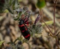 Mylabris quadripunctata - four spot beetle Royalty Free Stock Photo