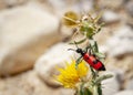 Mylabris quadripunctata - four spot beetle Royalty Free Stock Photo