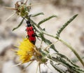 Mylabris quadripunctata - four spot beetle Royalty Free Stock Photo