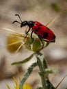 Mylabris quadripunctata - four spot beetle Royalty Free Stock Photo