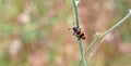 Mylabris variabilis, blister beetle belonging to the Meloidae family Royalty Free Stock Photo