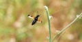 Mylabris variabilis in flight, blister beetle Royalty Free Stock Photo