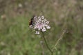 Mylabris variabilis on a flower Royalty Free Stock Photo