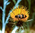 Mylabris variabilis - red and black beetle on a yellow flower, Ukraine