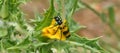 Mylabris variabilis on the Scolymus hispanicus, blister beetle belonging to the Meloidae family Royalty Free Stock Photo