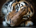 Mylayan tiger - close up face tiger - Prague zoo Royalty Free Stock Photo