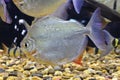 Myleus schomburgkii fish in the aquarium Royalty Free Stock Photo