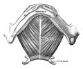 Mylohyoid Muscle, vintage illustration