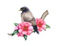 Myna bird with beautiful pink camellia spring flowers. Watercolor illustration. Springtime blooming camellia branch with