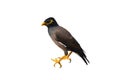 Myna bird lat. Acridotheres tristis.