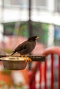 Myna bird perched on the food pan Royalty Free Stock Photo