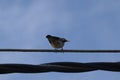 Myna Bird is sitting on the weather of electric pole