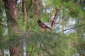 Myna Bird with a yellow beak,Black-brown in Phuket Thailand near Bangkok. Common Myna, Indian Myna, Locust Starling, starling fam Royalty Free Stock Photo