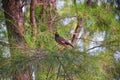 Myna Bird with a yellow beak,Black-brown in Phuket Thailand near Bangkok. Common Myna, Indian Myna, Locust Starling, starling fam Royalty Free Stock Photo