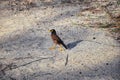 Myna Bird with a yellow beak,Black-brown in Phuket Thailand near Bangkok. Common Myna, Indian Myna, Locust Starling, starling fam Royalty Free Stock Photo