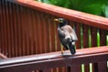 Myna Bird with a yellow beak,Black-brown in Phuket Thailand near Bangkok. Common Myna, Indian Myna, Locust Starling, starling fam Royalty Free Stock Photo