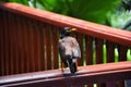 Myna Bird with a yellow beak,Black-brown in Phuket Thailand near Bangkok. Common Myna, Indian Myna, Locust Starling, starling fam Royalty Free Stock Photo