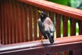 Myna Bird with a yellow beak,Black-brown in Phuket Thailand near Bangkok. Common Myna, Indian Myna, Locust Starling, starling fam Royalty Free Stock Photo