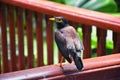 Myna Bird with a yellow beak,Black-brown in Phuket Thailand near Bangkok. Common Myna, Indian Myna, Locust Starling, starling fam Royalty Free Stock Photo