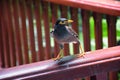 Myna Bird with a yellow beak,Black-brown in Phuket Thailand near Bangkok. Common Myna, Indian Myna, Locust Starling, starling fam Royalty Free Stock Photo