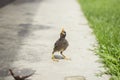 Myna birds