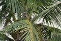 A Myna in Flight above a Coconut Branch Royalty Free Stock Photo