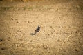 A myna forages for food in the golden sun on freshly plowed land