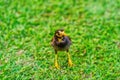 Myna on the lawn