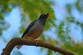 Myna or Mynah is a bird of the starling family , Sturnidae