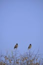 Myna are sitting on tree branches Royalty Free Stock Photo