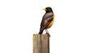 Myna Whimsy on White Background