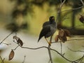 Mynah Bird Royalty Free Stock Photo