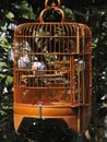 Mynah Bird In A Cage In Hong Kong