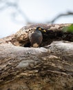 Mynah bird entering tree the hole nest in the wild Royalty Free Stock Photo