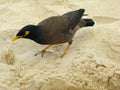 Mynah Bird On The Sand Looking For Food, Close-up
