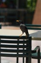 Mynah Bird Standing On Chair Asking For Food